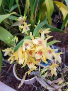 Muda de Orquídea Dendrobium Nobile 15 - DD15 - Foto 0
