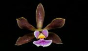 Muda de Orquídea Encyclia Chapadensis