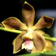 Muda de Orquídea Encyclia odoratissima ESP-137-PA