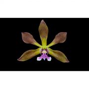 Muda de Orquídea Encyclia SP