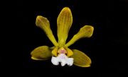 Muda de Orquídea Encyclia Tocantinensis