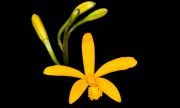 Muda de Orquídea Laelia Bahiensis