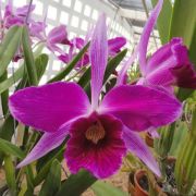 Muda de Orquídea Laelia purpurata (rubra x sanguinea) ESP-164-PA