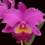 Muda de Orquídea Lc Susan Holquin Primavera X Lc Kunta Kinte Othelo X Crispim Ovation 3 601