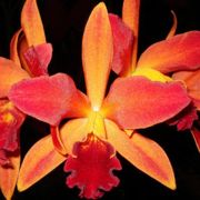 Muda de Orquídea Lc Tropical Trick 4 195-PA