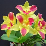 Muda de Orquídea Pot Burana Beauty Burana 003-PA