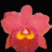 Muda de Orquídea Pot Red Crab Kuan Miao 146-1