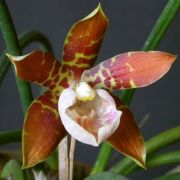 Muda de Orquídea Scuticaria hadwenii ESP-195-1