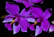 Muda de Orquídea Spatoglotis Plicata