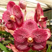 Muda de Orquídea Vanda Chantra VA089-3