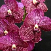 Muda de Orquídea Vanda Noppadol Delight VA092-PA