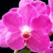 Muda de Orquídea Vanda Ratchaburi Funk Katsura VA093-1