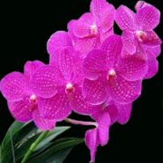 Muda de Orquídea Vanda Siriporn VA088-PA