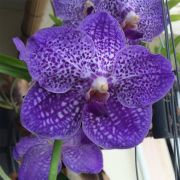 Muda de Orquídea Vanda Somsri Glory Blue VA094-3