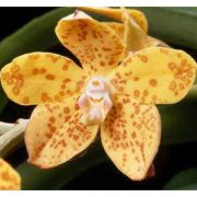 Muda de Orquídea Vandopsis gigantea ESP-201-1