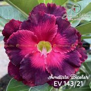 Muda de Rosa do Deserto Ametista Bicolor EV-14321