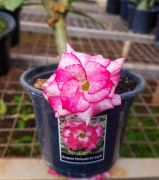Muda de Rosa do Deserto Bouquet Matizado EV-03421 - Foto 2