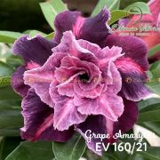 Muda de Rosa do Deserto Grape Amaryllis EV-16021