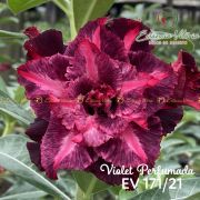 Muda de Rosa do Deserto Violet EV-17121