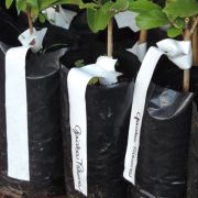 Rolo de Etiquetas em Polietileno Brancas para Identificação de Plantas 500 Etiquetas - Foto 2