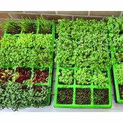 Sementeira Hortinha Caseira com 15 Células Verde - Nutriplan - Foto 4