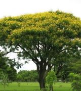 Sementes de Canafístula Faveira 1g Isla Super Árvores Nativas - Foto 1