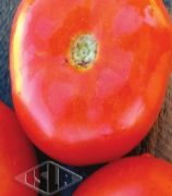 Sementes Orgânicas de Tomate Kaiçara 200mg Isla Super - Foto 1