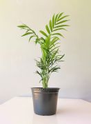 Vaso para plantas 02 Preto 10,5cm x 14cm - Foto 1