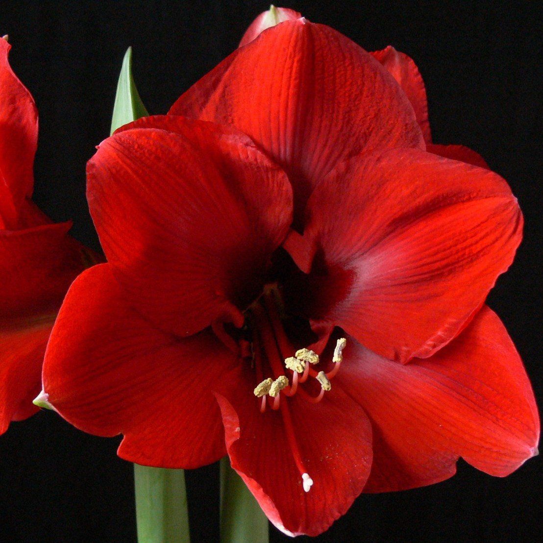Amaryllis Carina vermelho - cartela com 1 bulbo - Foto 0
