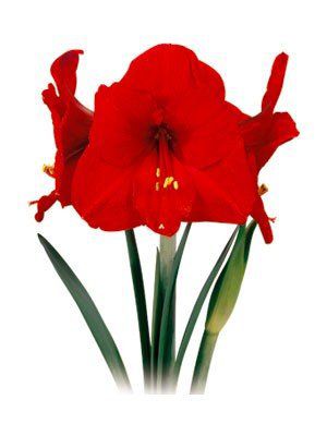 Amaryllis Red Knight Vermelha - Cartela com 01 bulbo - Foto 0
