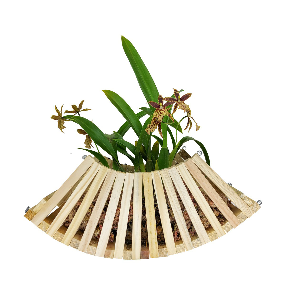 Cachepô para Orquídea Modelo Cesta 40cm x 15cm em Madeira de Pinus - Foto 1