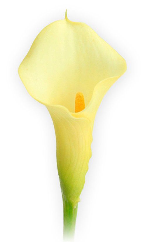 Callas Zant Intimate Ivory Amarelo - cartela com 1 bulbo