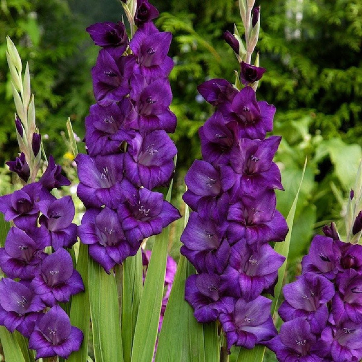 Gladíolos Purple Flora (Púrpura) - cartela com 5 bulbos - Foto 1