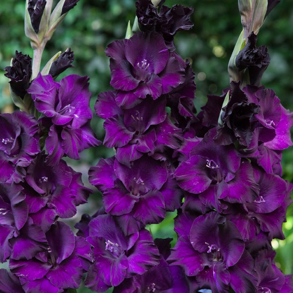 Gladíolos Purple Flora (Púrpura) - cartela com 5 bulbos - Foto 0