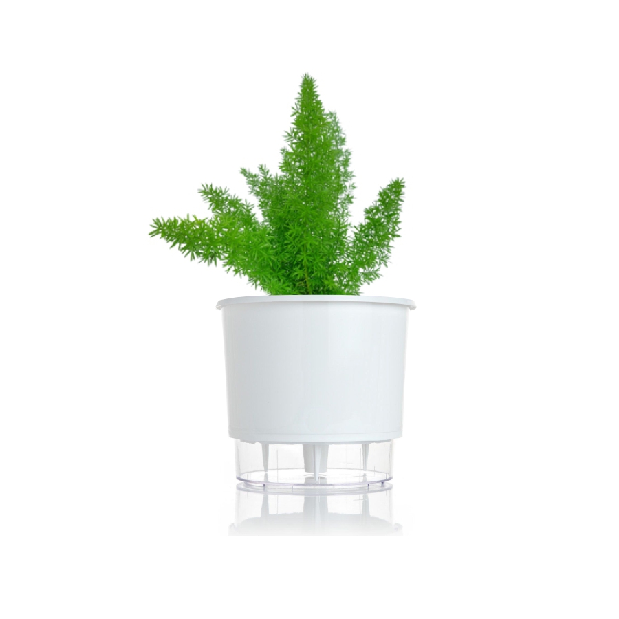 Kit Completo para plantio de Aspargo Real com vaso autoirrigável Médio Branco - Foto 0