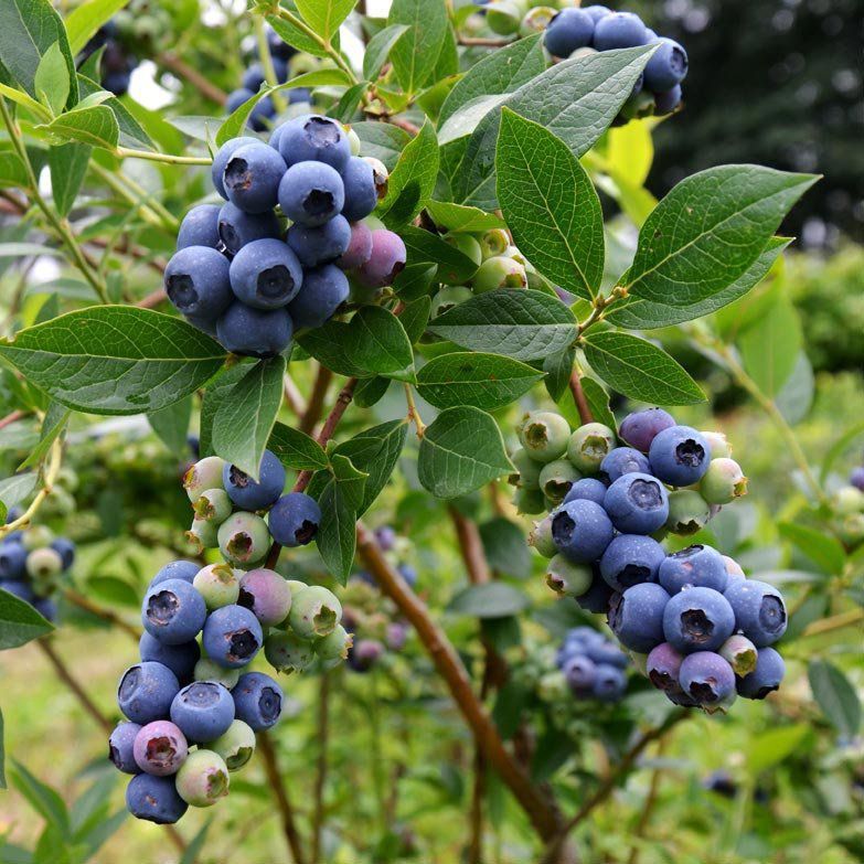 Kit Meu Pé de Mirtilo Blueberry Climax com Vaso 28 litros