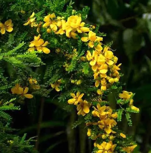Muda de Cassia Baiana Senna polyphylla feita de semente