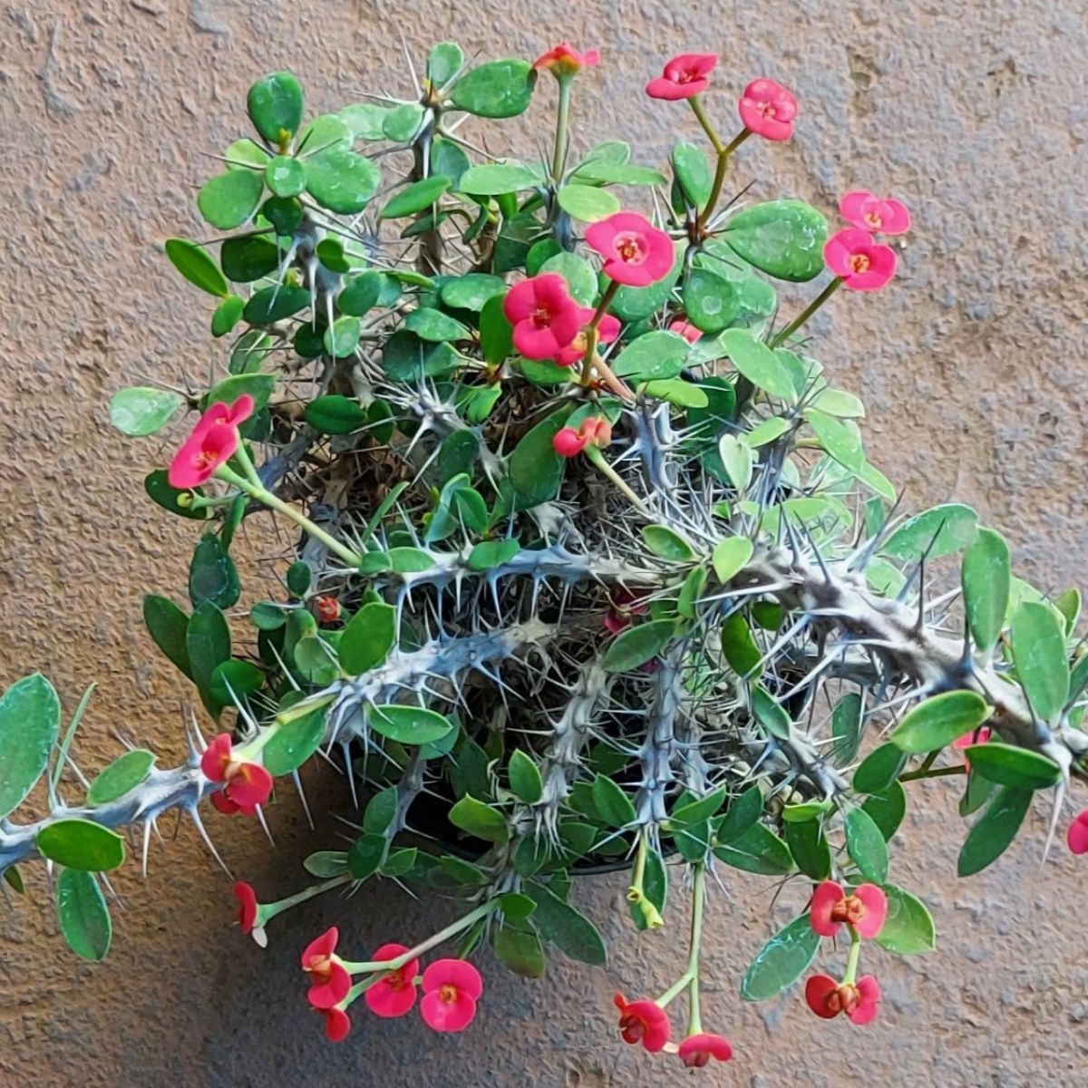 Muda de Coroa de Cristo Pote 11 Miliana Cactus Euphorbia Milii - Foto 4