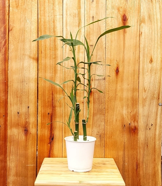 Muda de Dracena Lucky Bamboo Bambu da Sorte Pote 12 - Foto 1