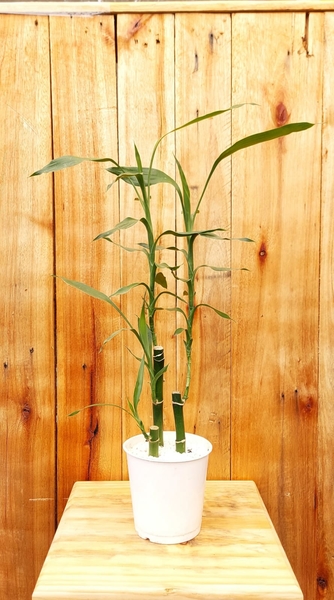 Muda de Dracena Lucky Bamboo Bambu da Sorte Pote 12 - Foto 3