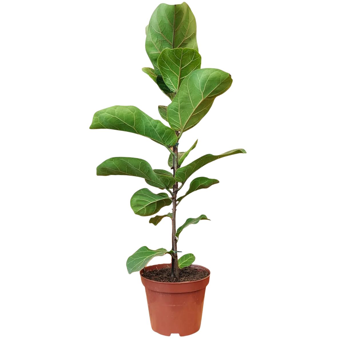 Muda de Ficus Lyrata Bambino Pote 15 - Foto 0