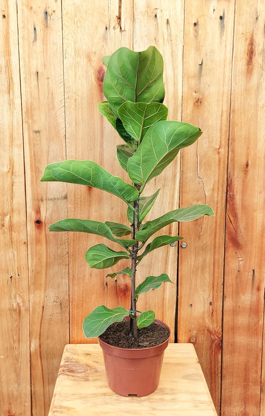 Muda de Ficus Lyrata Bambino Pote 15 - Foto 2