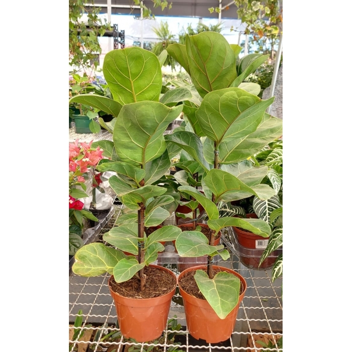 Muda de Ficus Lyrata Bambino Pote 15 - Foto 3