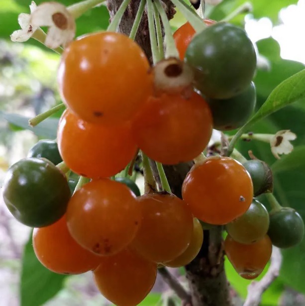 Muda de Fruta do Sabiá Acnistus arborescens feita de estaca - Foto 0