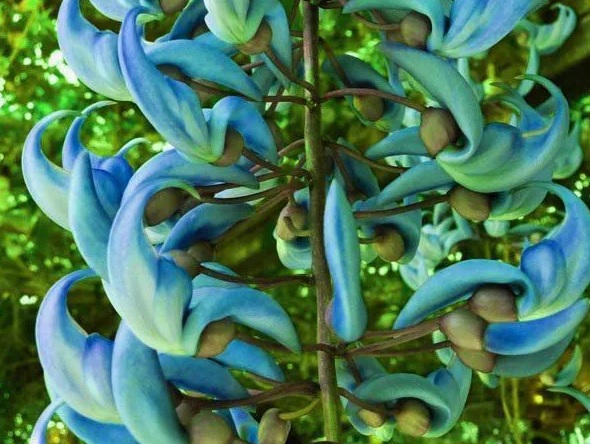 Muda de Jade Azul Strongylondon macrobothrys feita de estaca - Foto 1