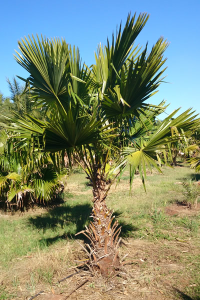 Muda de Leque da Filipinas (Palmeira Leque) Livistona rotundifolia feita de semente - Foto 1