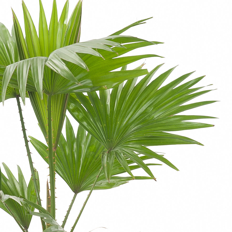 Muda de Leque da Filipinas (Palmeira Leque) Livistona rotundifolia feita de semente - FC
