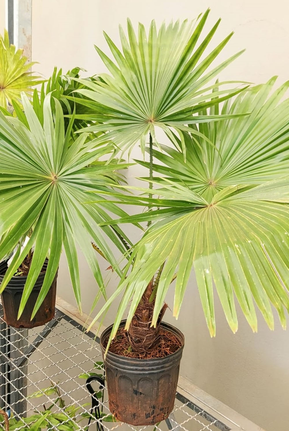 Muda de Leque da Filipinas (Palmeira Leque) Livistona rotundifolia feita de semente - Foto 0