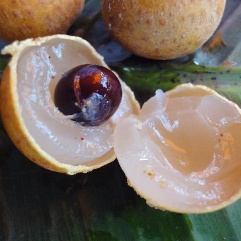 Muda de Longan Gigante do Hawaii (Fruta Olho de Dragão) feita de alporque