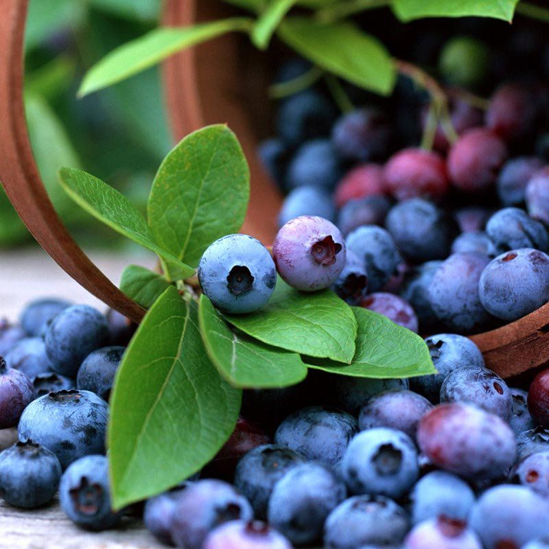Muda de Mirtilo Blueberry Climax feita por estaca - Foto 1